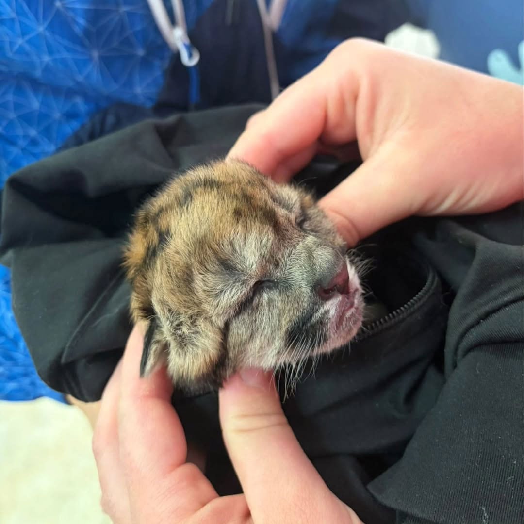 Un cachorro de puma rescatado tras el accidente fue trasladado de urgencia a un veterinario de Villa La Angostura para su recuperación