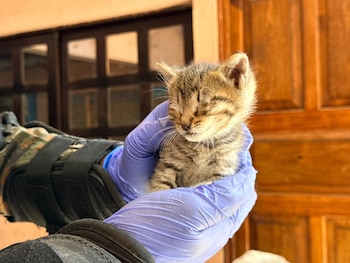 El operativo permitió la incautación