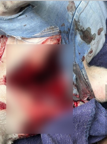 El cuerpo del perro presentaba