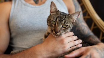 Los veterinarios coinciden: los gatos que siguen estas estrategias tienen mejor bienestar emocional
