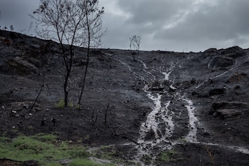 Imagen de un suelo arrasado por las llamas. (Greenpeace)