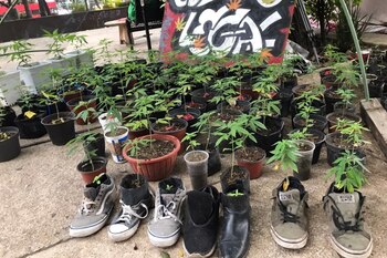 Las plantas de marihuana en