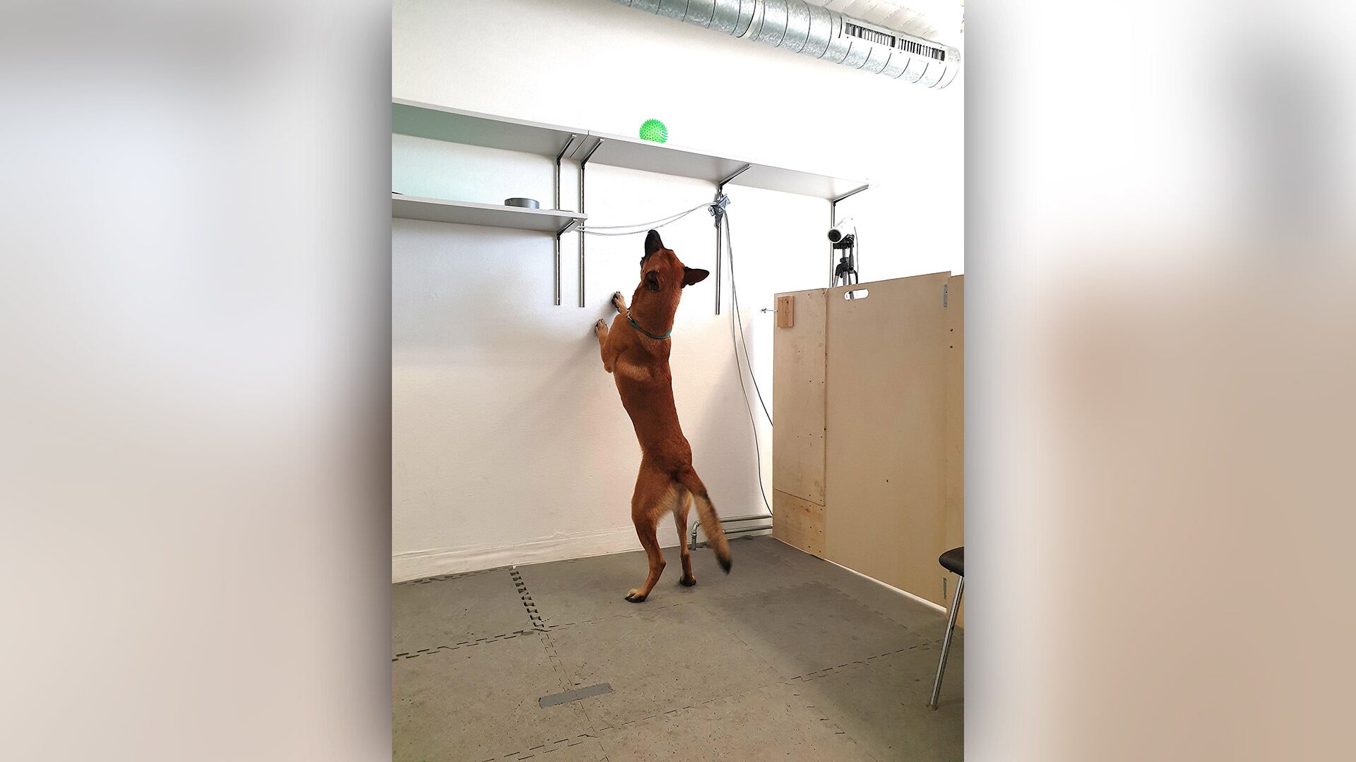 Treinta y tres de los 105 perros priorizaron el juguete sobre la comida o el contacto (Alja Mazzini)