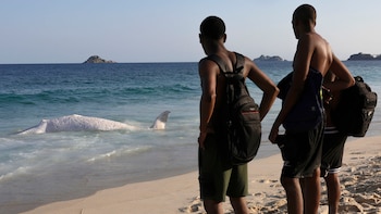 Personas observan una ballena jorobada