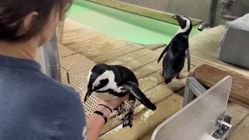 Los animales de zoológico y