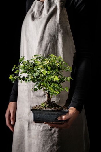 Maure recomienda comenzar con especies