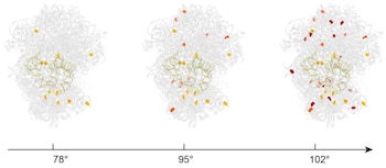 Estructura ribosómica del arqueón P.
