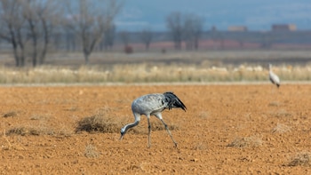 Ejemplar de grulla común en