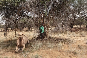 La población mundial de camellos