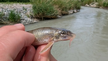 Redescubrieron una especie de pez que se creía perdida en el río Inn
