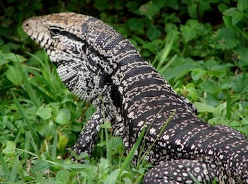 Lagarto Tegu argentino con escamas blancas y negras en el cuerpo y la cabeza, yace sobre hierba verde y hojas de plantas pequeñas