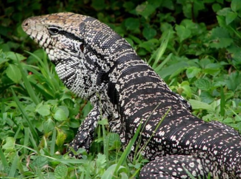 El tegu consume huevos, pequeños vertebrados y hasta aves, lo que acentúa su impacto sobre la fauna local y especies protegidas (Mario Sacramento/Universidade de Alfenas)