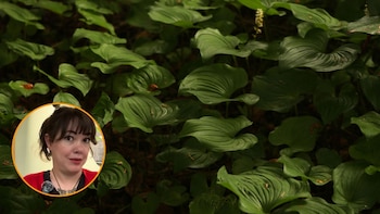 Ocho plantas de interior resistentes