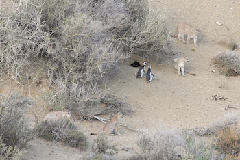 Los pingüinos de Magallanes se