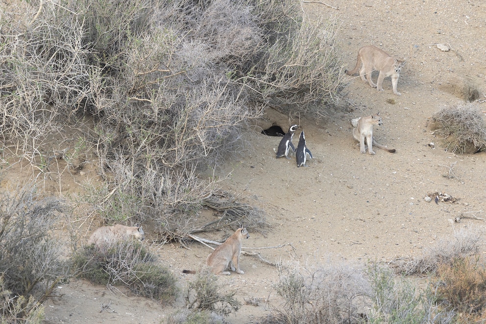 4IJX4ZM65VC45JWJ5QG6ADLSFM