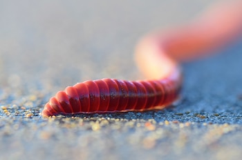 Primer plano de una lombriz de tierra segmentada de color rojo brillante arrastrándose sobre una superficie gris y granulada con pequeños reflejos de luz