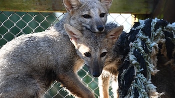 Zorro gris, tlacuaches y víboras de cascabel: liberan en Hidalgo a 33 animales silvestres que se encontraban en rehabilitación
