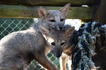 Los zorros antes de ser