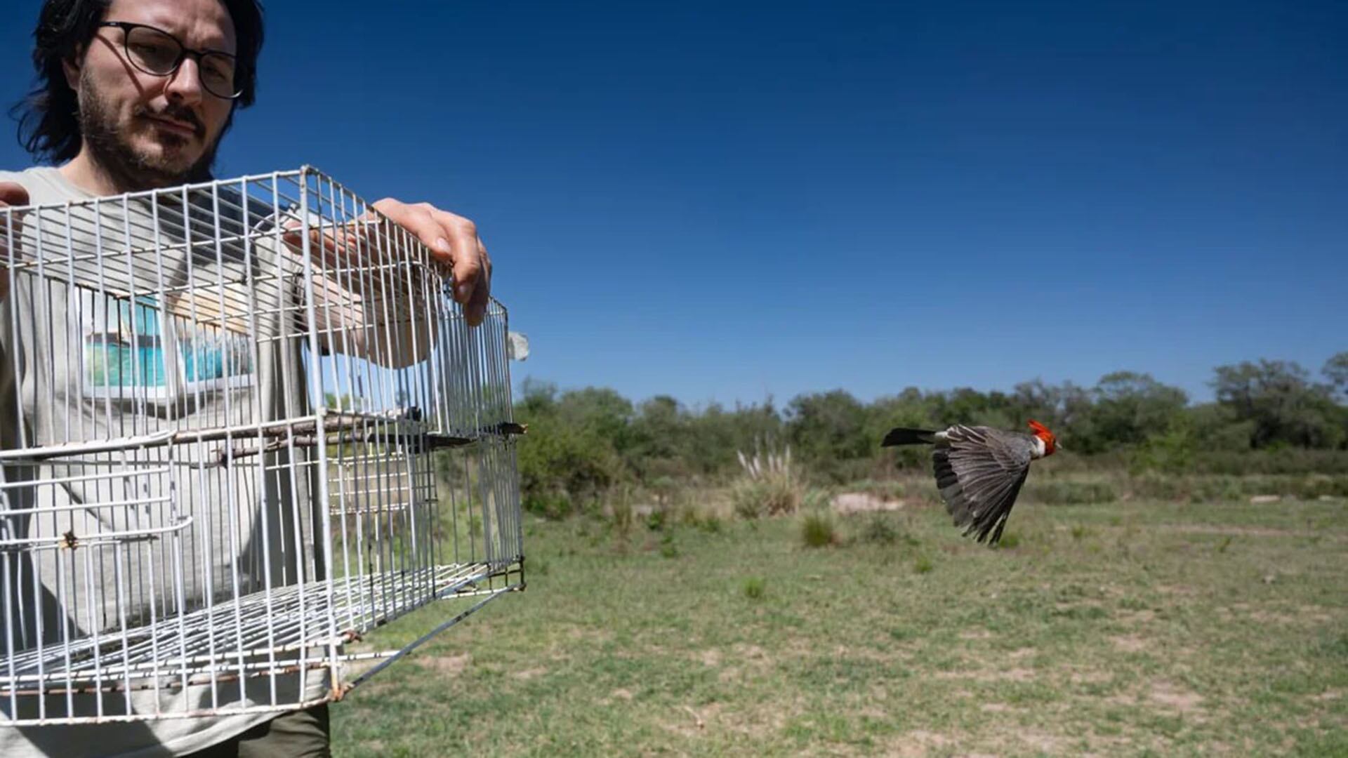 En Córdoba se rescataron y liberaron un total de 26 aves de distintas especies (Municipalidad de Córdoba).