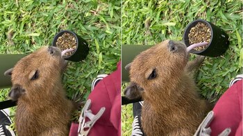 Una postal de la argentinidad: