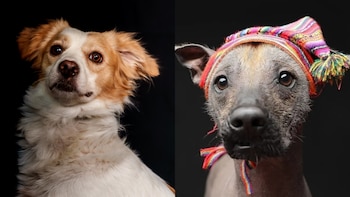 ¿Sabías que el Perú tiene dos razas de perro únicas? Conoce cuáles son y su importancia en la historia prehispánica