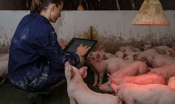 La recolección de datos es esencial para garantizar la sanidad del sector porcino. (OMSA)