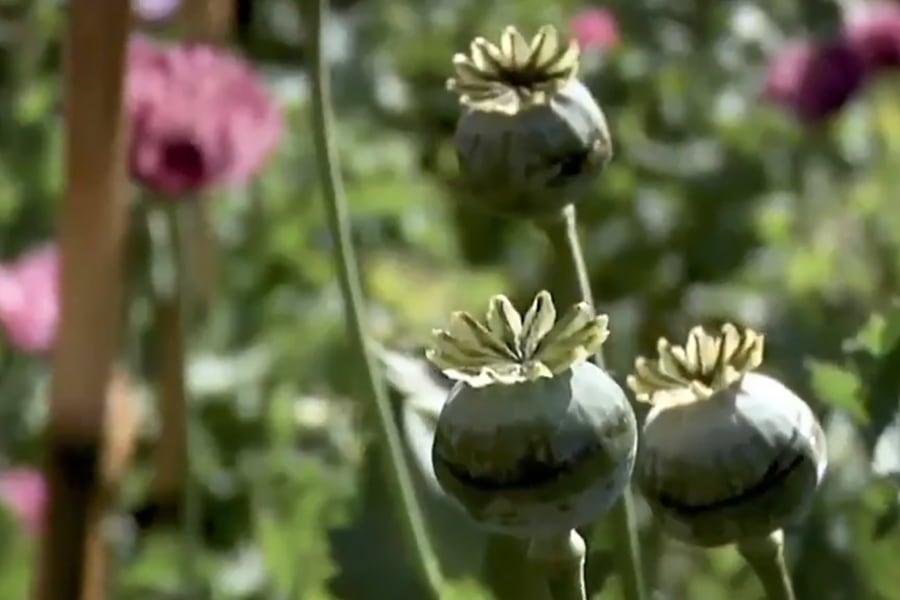 Afganistán y Myanmar figuran entre los principales países de origen del opio utilizado para producir heroína a escala mundial, mientras que México también ha sido un importante productor para el mercado norteamericano. La fabricación de esta droga depende del cultivo de amapola, cuya distribución ha cambiado por las restricciones y las operaciones contra el narcotráfico. (Foto: Archivo)