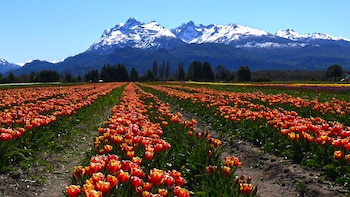 Campo de Tulipanes en la