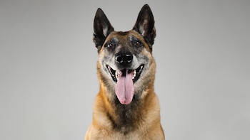 El perro de búsqueda que