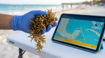 Una mano con guante azul sostiene sargazo húmedo sobre una mesa blanca portátil, junto a una tablet que muestra un mapa marino y un logo, con una playa desenfocada de fondo.
