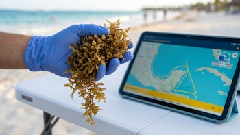 Autoridades intentan contener toneladas de sargazo en Isla Mujeres, Cancún, Cozumel y otras playas de Quintana Roo