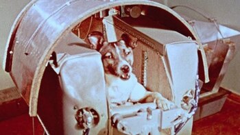 La crudele storia del cane