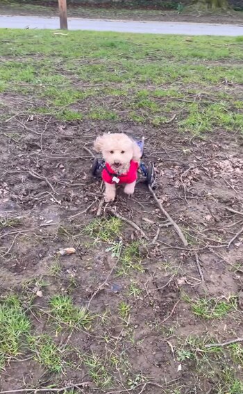 Gracias a la labor de