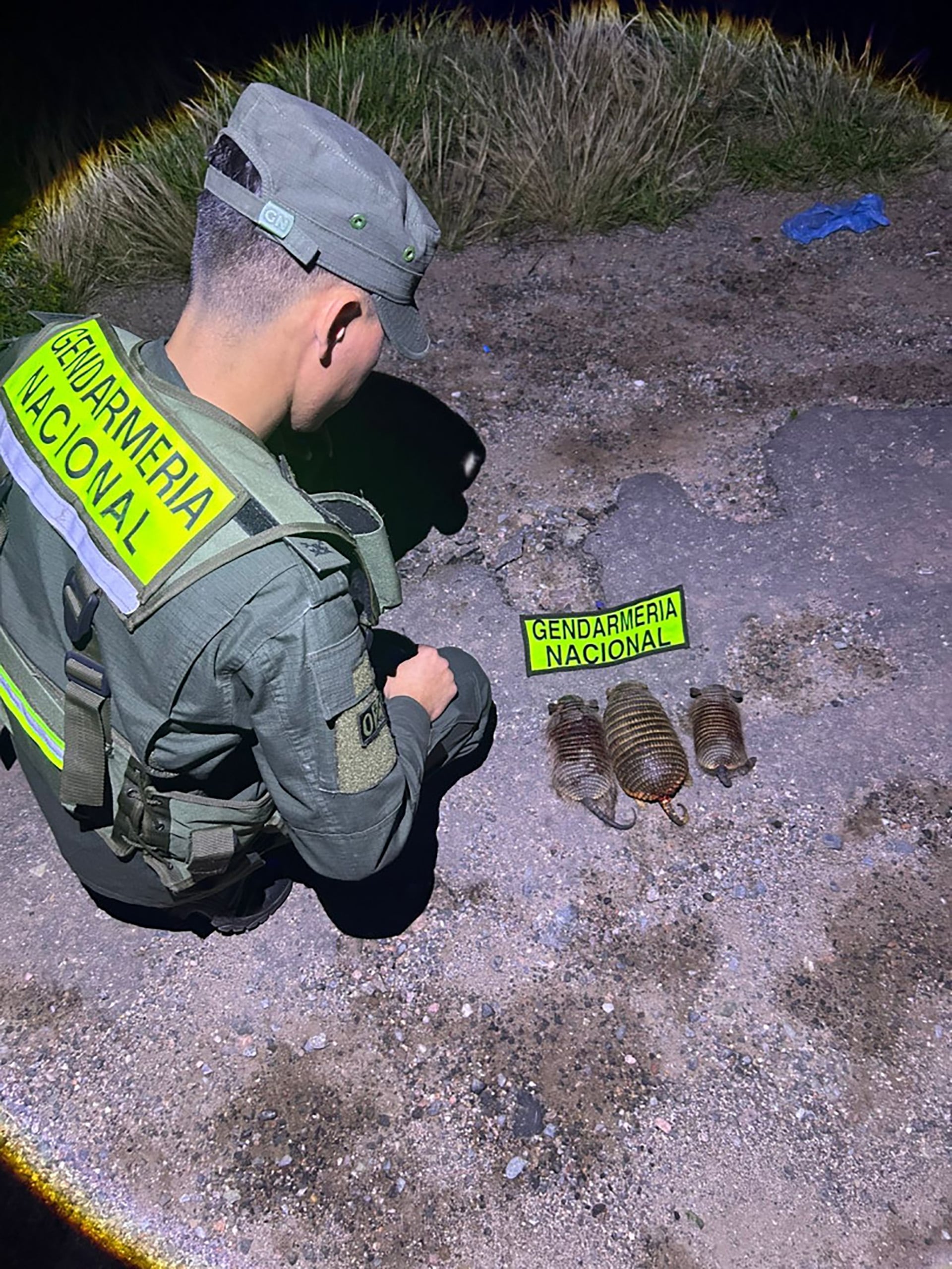 Un agente de la Gendarmería Nacional examina los quirquinchos incautados durante el operativo nocturno en La Rioja