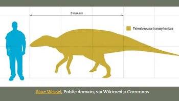 El descubrimiento de un ameloblastoma