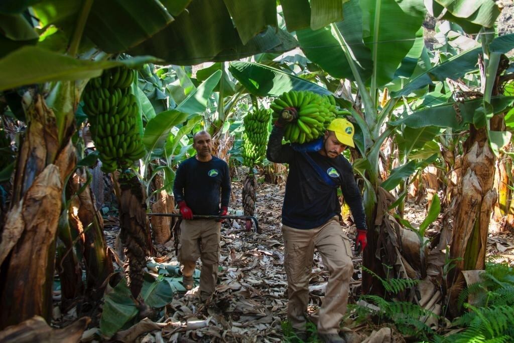 Recolección del plátano del Canarias (ASPROCAN / Europa Press)