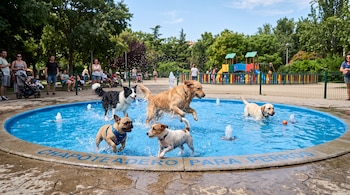 Cinco perros de varias razas dentro de un chapoteadero azul con chorros de agua y letras grabadas en el borde de piedra.