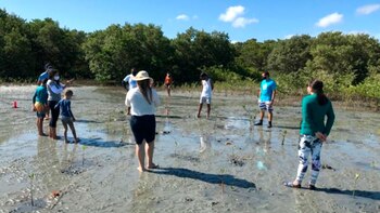 La iniciativa consiste en plantar