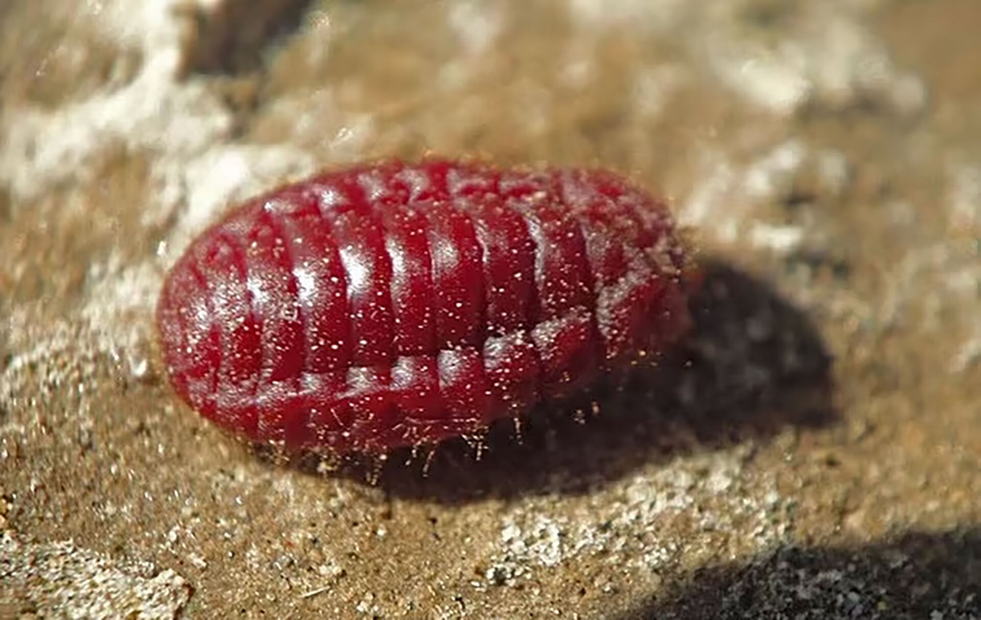 Descubren una pieza de hace 4000 años mencionada en el Antiguo Testamento