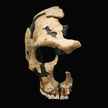 Un cráneo neandertal muestra traumatismos