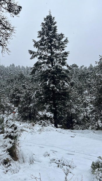 El desierto de los Leones