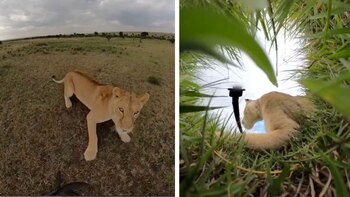 Las imágenes, capturadas de manera