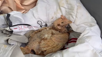 Cookie tuvo una gran transformación