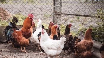 Los CDC advierten sobre la salmonela resistente a los antibióticos en aves de corral de patio trasero