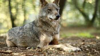 Ecologistas denuncian la muerte a