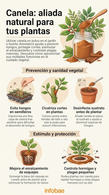 Infografía ilustra usos de la canela en polvo para plantas: prevención de hongos, cicatrización, enraizamiento, desinfección de sustrato y control de plagas.