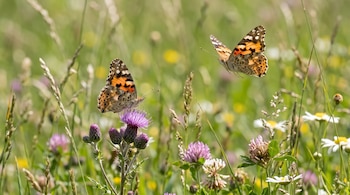 Dos mariposas de alas naranjas con manchas negras y blancas, una posada sobre una flor morada y otra volando en un prado verde.