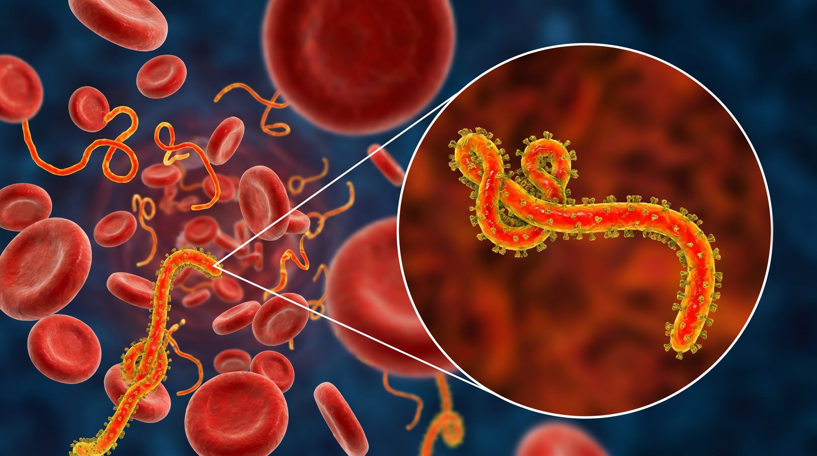 Esta ilustración digital hiperrealista muestra el virus del Ébola en el torrente sanguíneo humano, con glóbulos rojos y filamentos virales, incluyendo una vista ampliada de su estructura. (Imagen Ilustrativa Infobae)