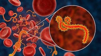 Ilustración digital de un virus del Ébola filamentoide de color naranja entre glóbulos rojos, con un recuadro ampliado que muestra su estructura detallada.