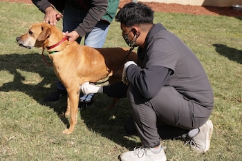 Las autoridades niegan proyectos inmobiliarios